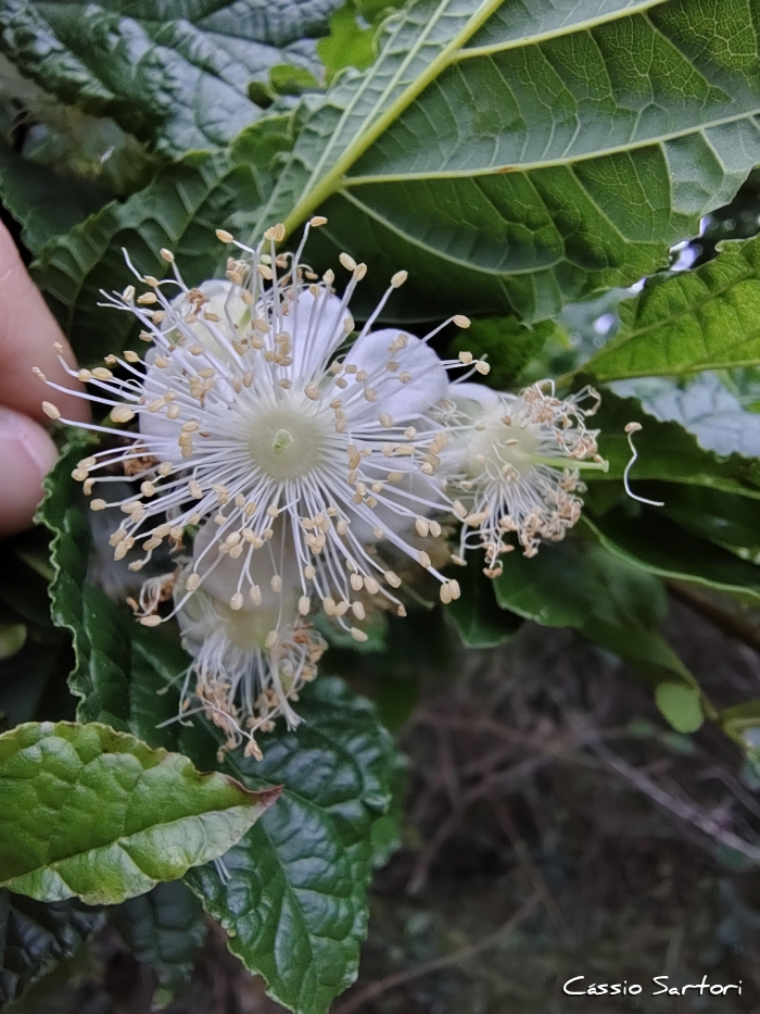 Campomanesia reitziana
