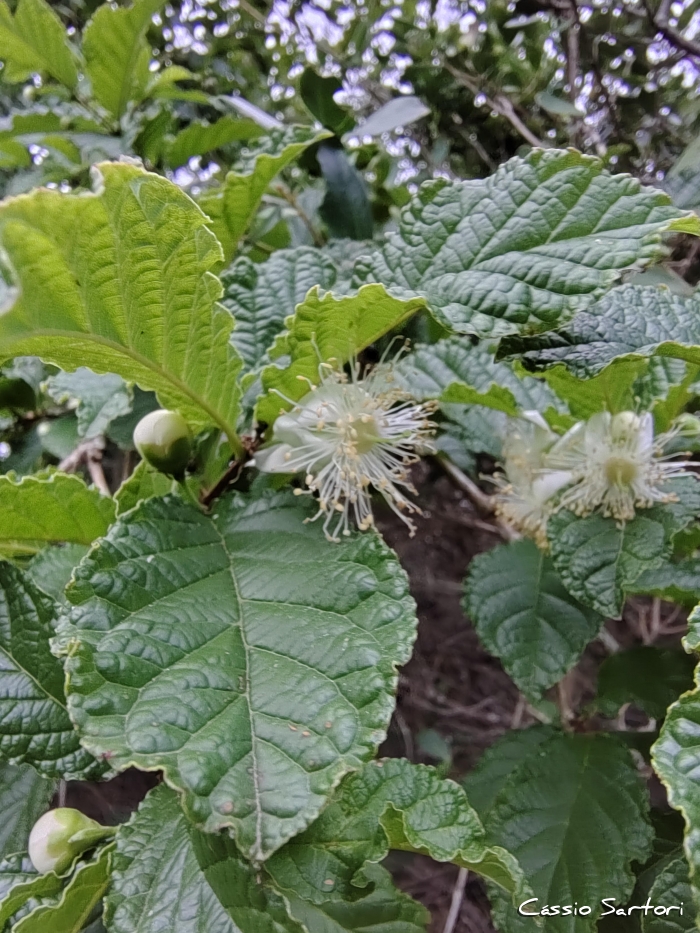 Campomanesia reitziana