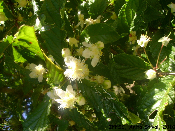 Campomanesia reitziana