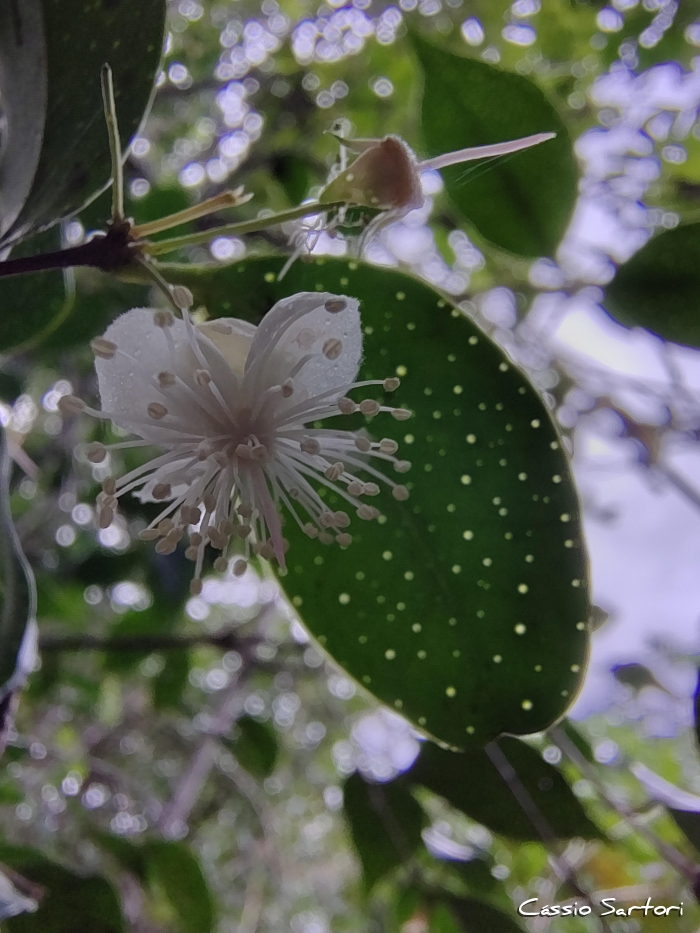Campomanesia reitziana