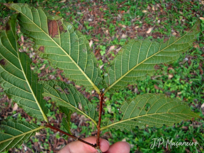 Campomanesia reitziana