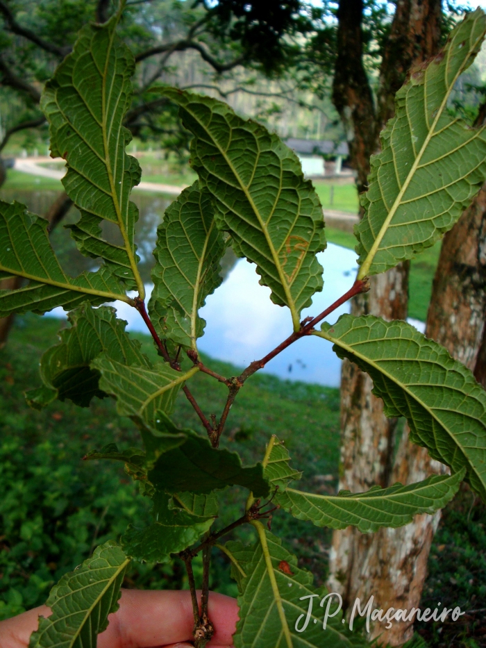 Campomanesia reitziana