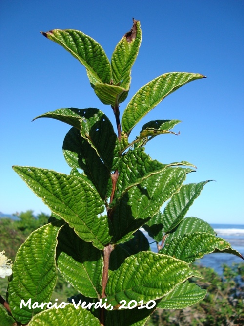 Campomanesia reitziana