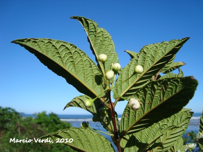 Campomanesia reitziana