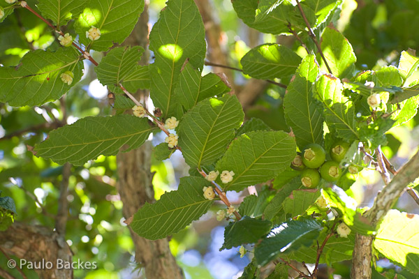 Campomanesia reitziana