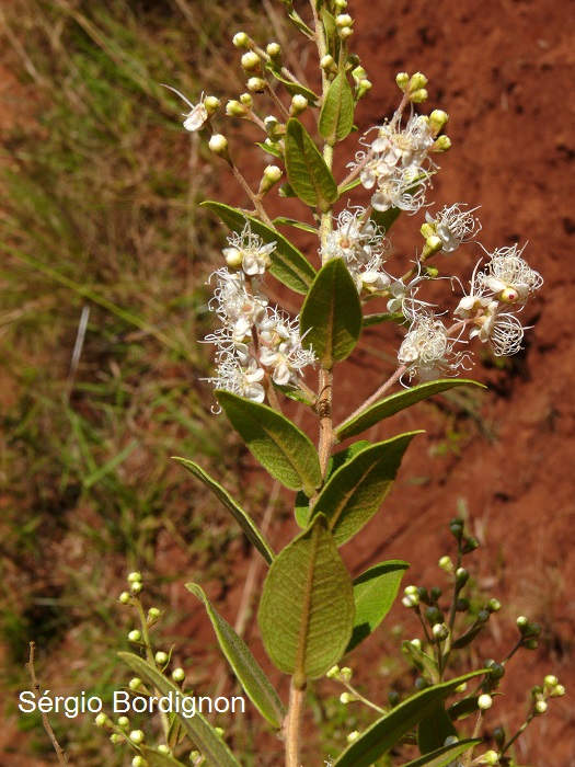 Myrcia verticillaris