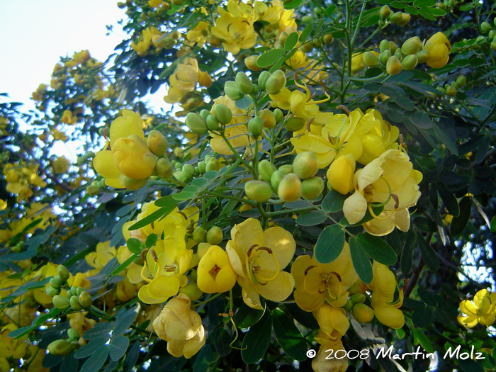 Senna pendula