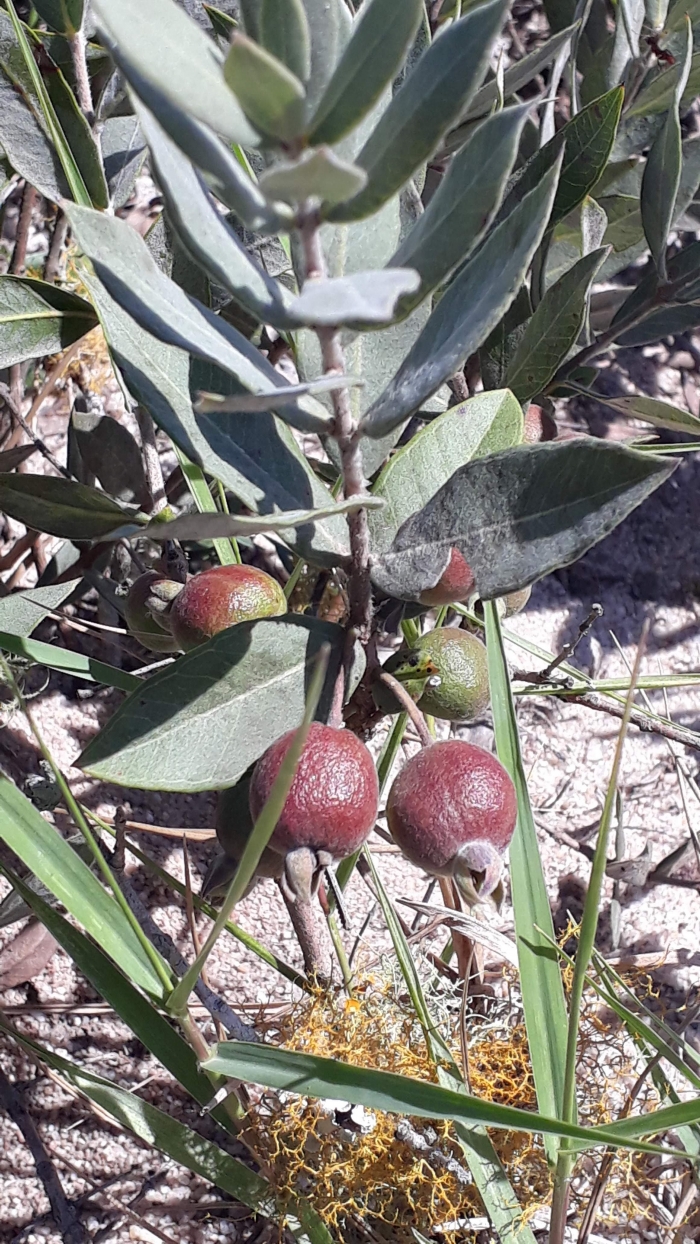 Psidium salutare var. sericeum