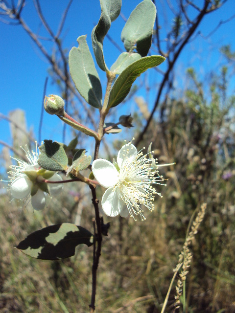 Psidium salutare var. sericeum