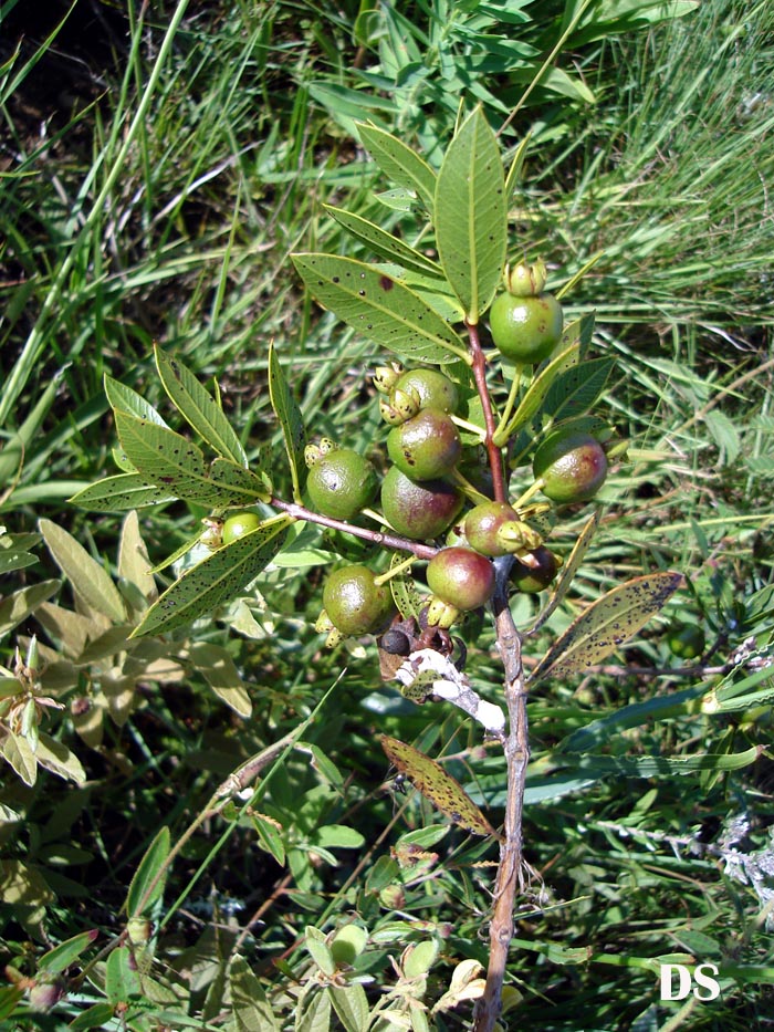 Psidium salutare var. mucronatum