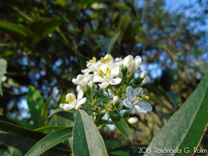 Escallonia bifida