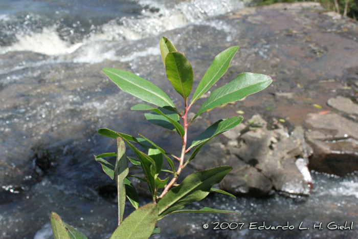 Escallonia bifida