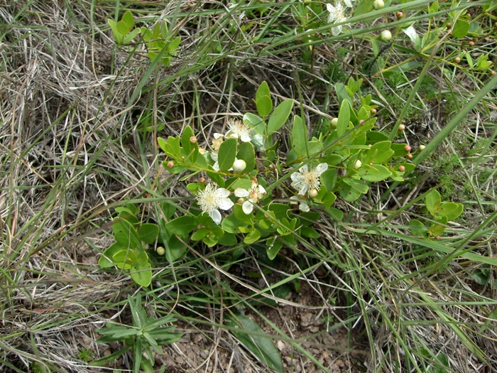 Psidium salutare var. mucronatum