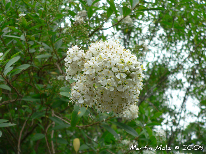 Escallonia bifida