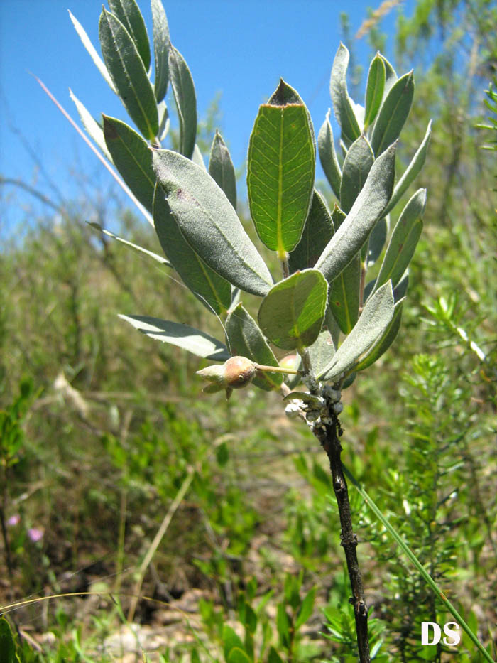 Psidium salutare var. sericeum