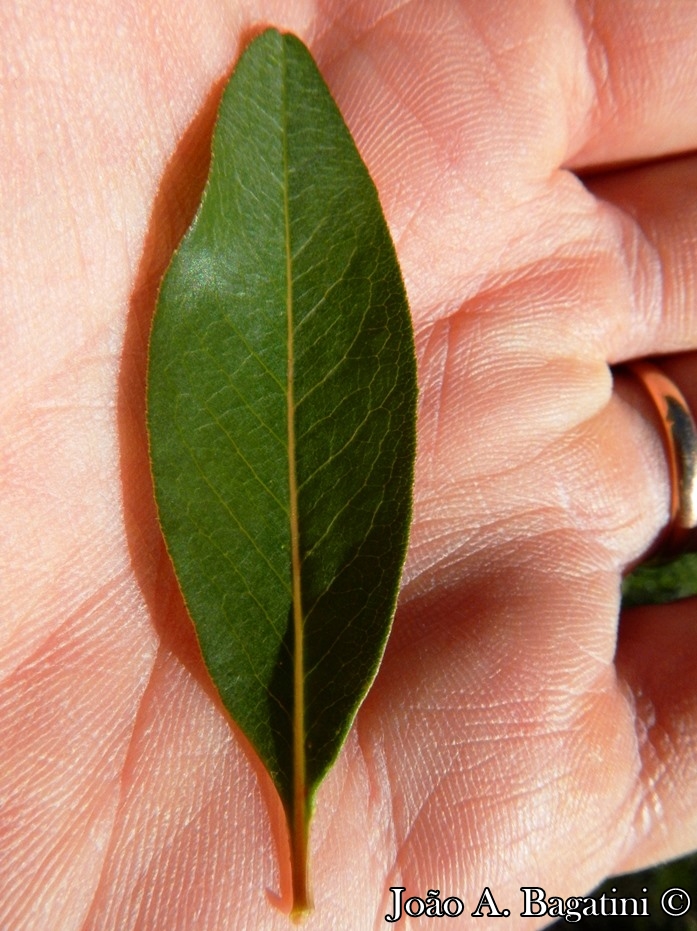 Escallonia bifida