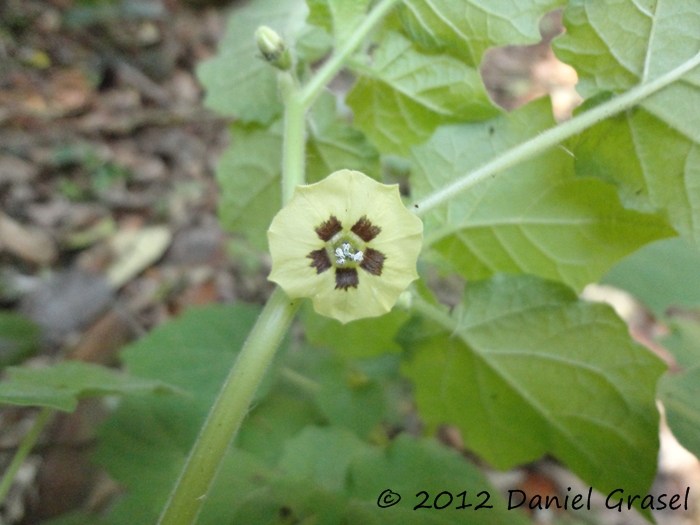 Physalis pubescens