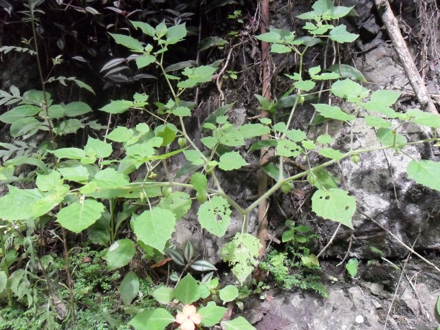 Physalis pubescens