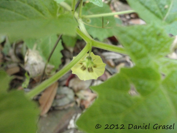 Physalis pubescens