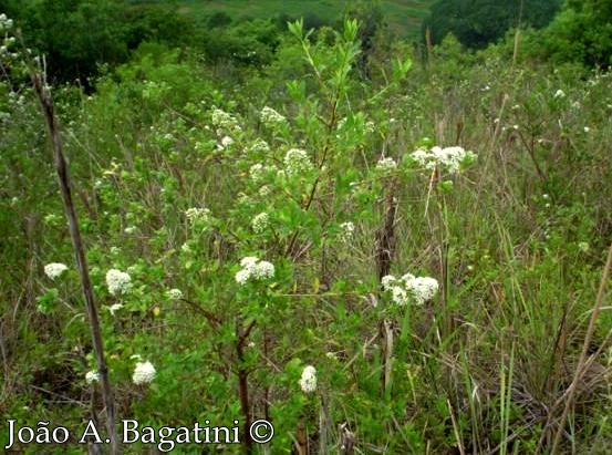 Escallonia bifida