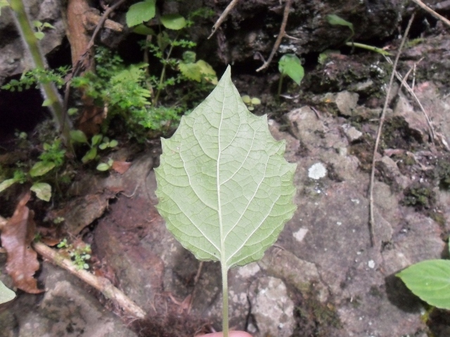 Physalis pubescens