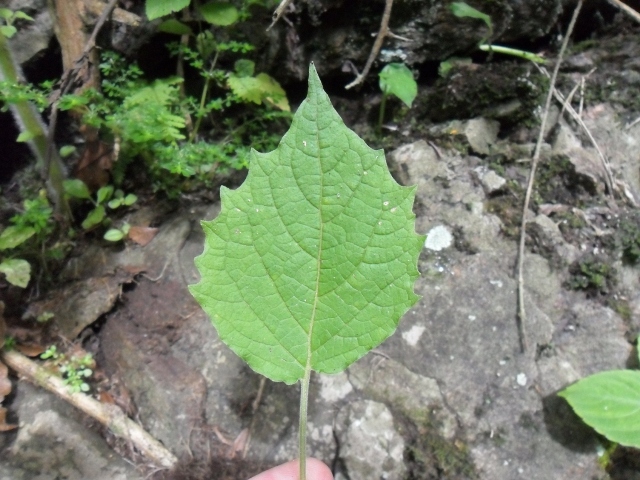 Physalis pubescens