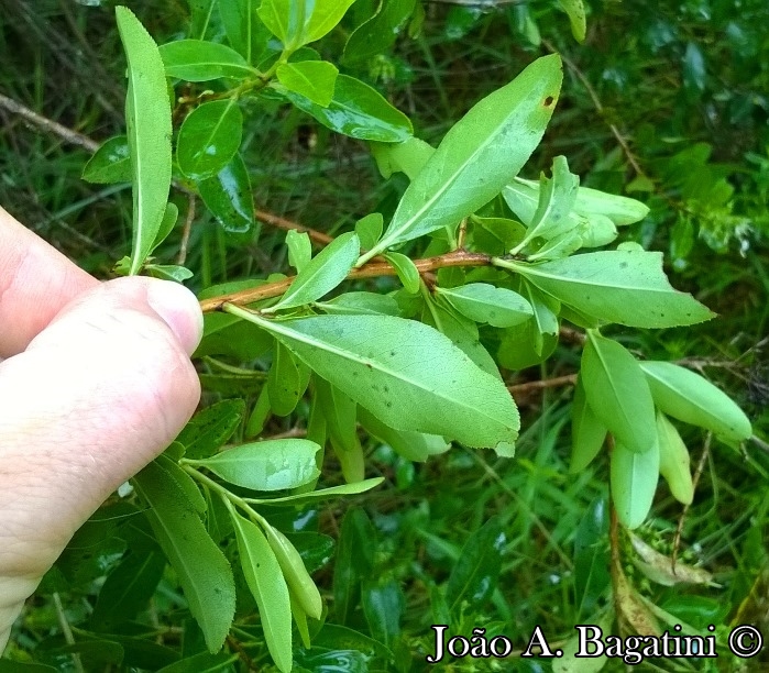 Escallonia bifida