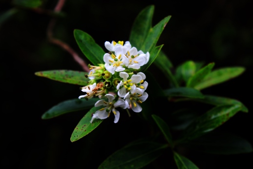 Escallonia bifida