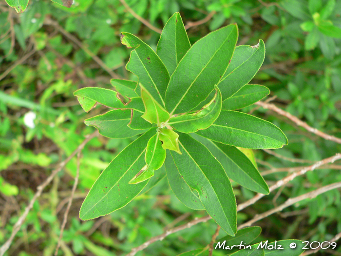 Escallonia bifida