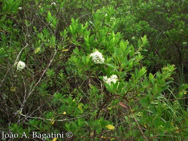 Escallonia bifida