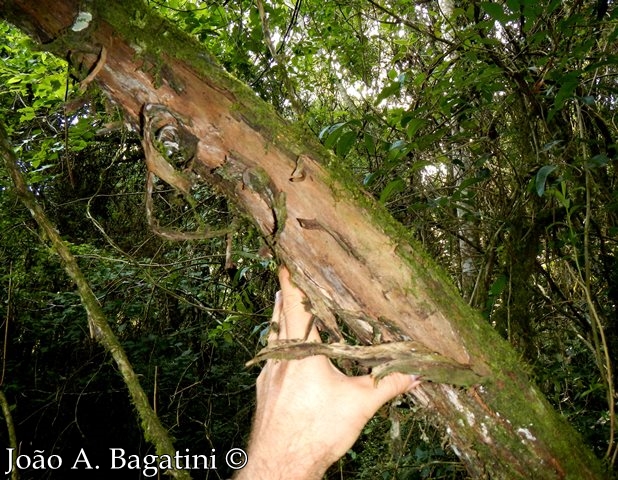 Escallonia bifida