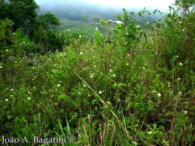 Escallonia bifida