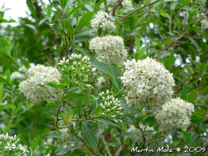 Escallonia bifida