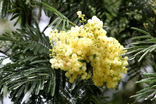 Mimosa scabrella