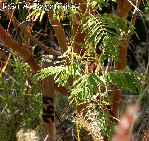 Mimosa scabrella