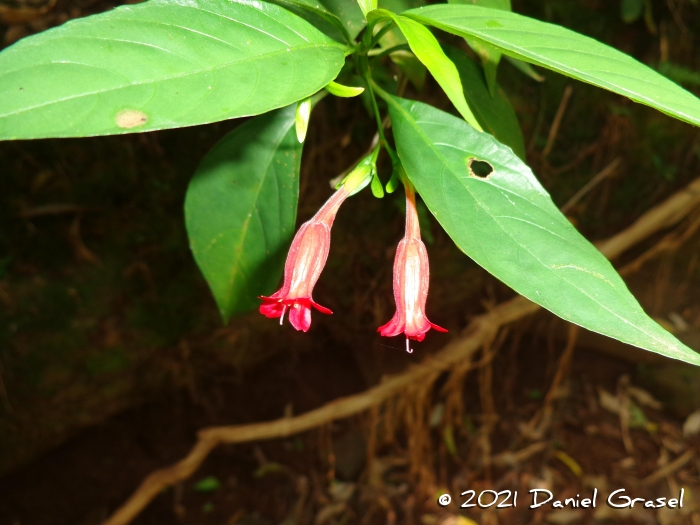 Ruellia angustiflora