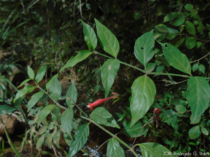 Ruellia angustiflora