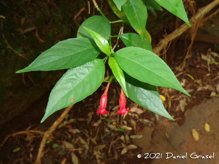 Ruellia angustiflora