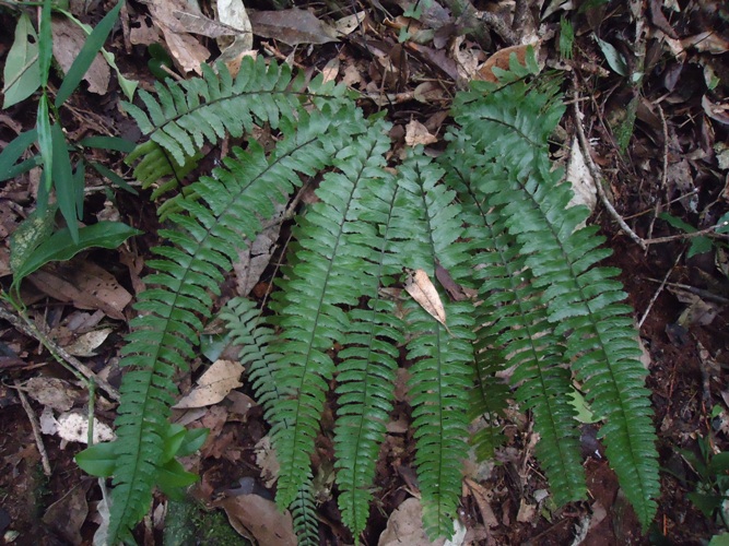 Asplenium claussenii