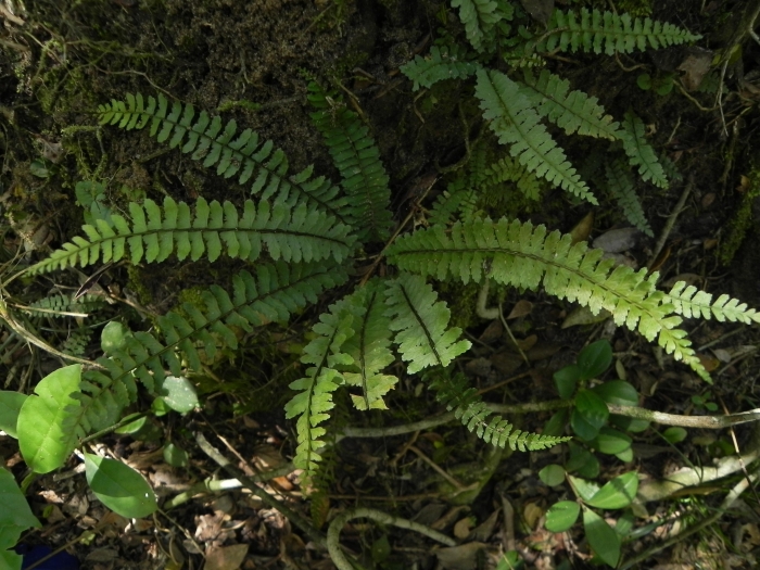 Asplenium claussenii