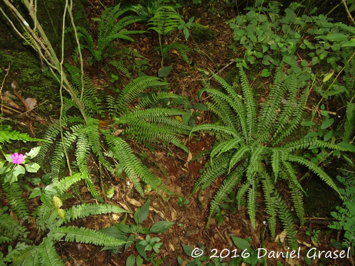 Asplenium claussenii