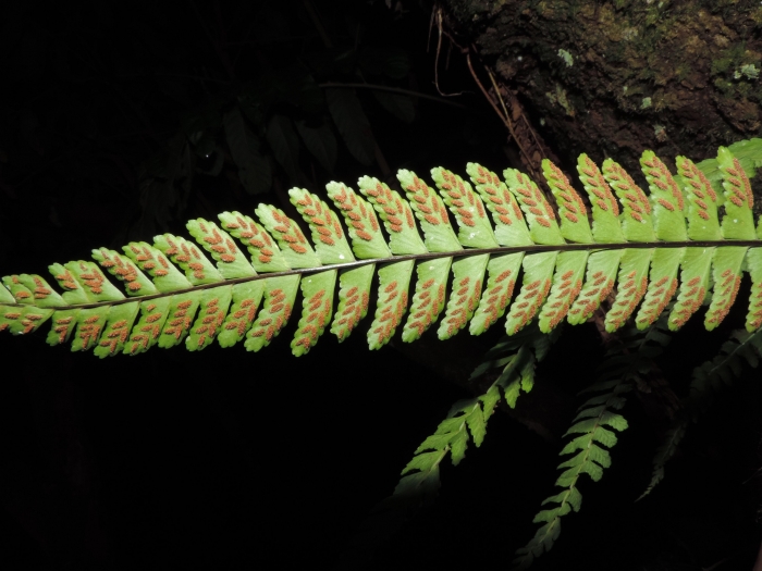 Asplenium claussenii