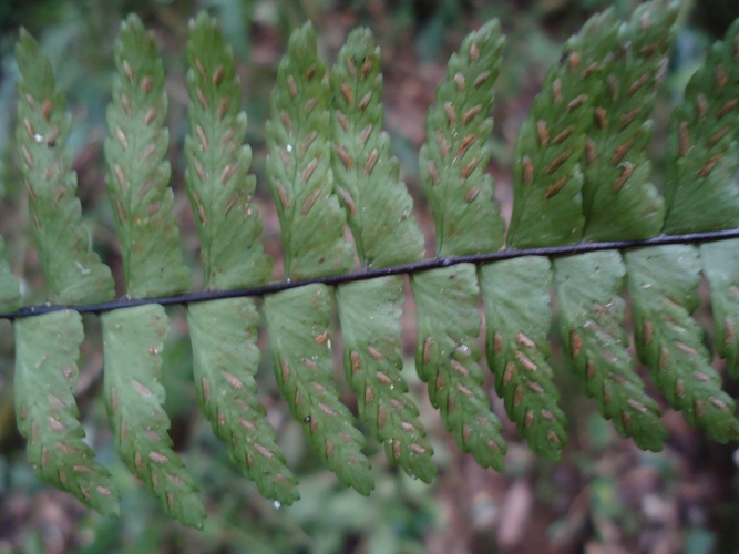 Asplenium claussenii