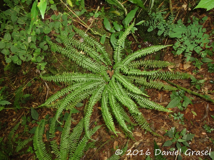 Asplenium claussenii