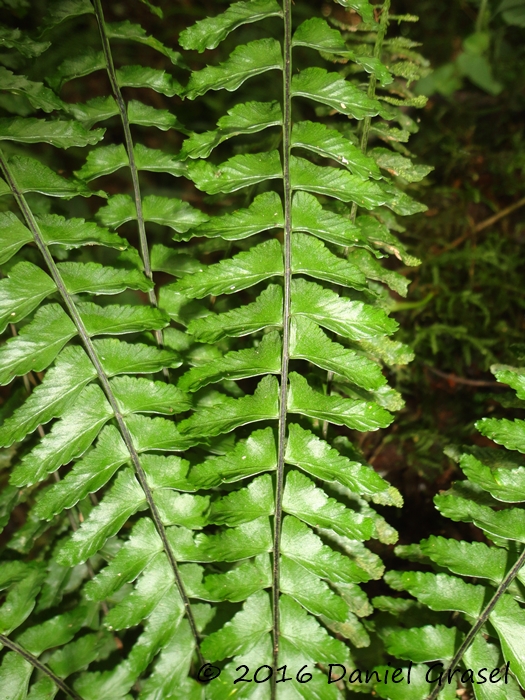 Asplenium claussenii