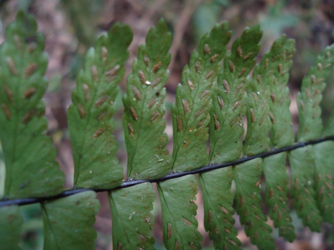 Asplenium claussenii