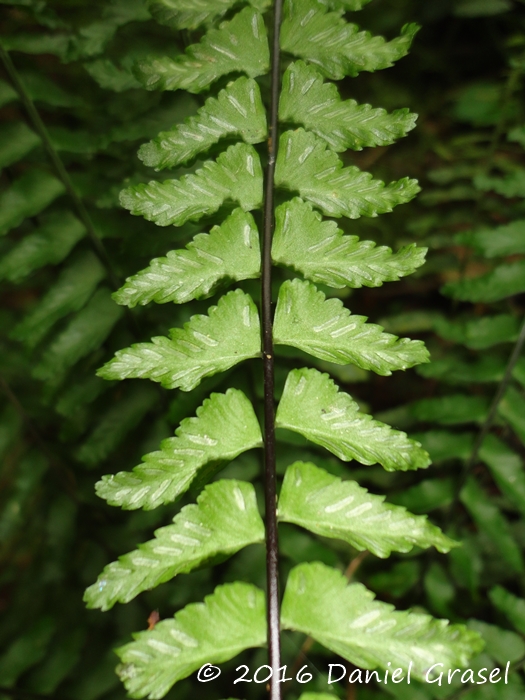 Asplenium claussenii