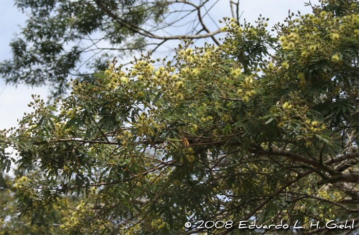 Mimosa scabrella