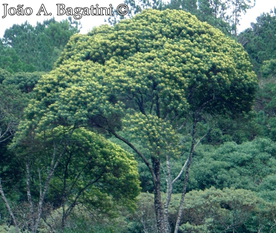 Mimosa scabrella