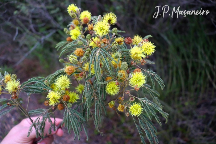 Mimosa scabrella